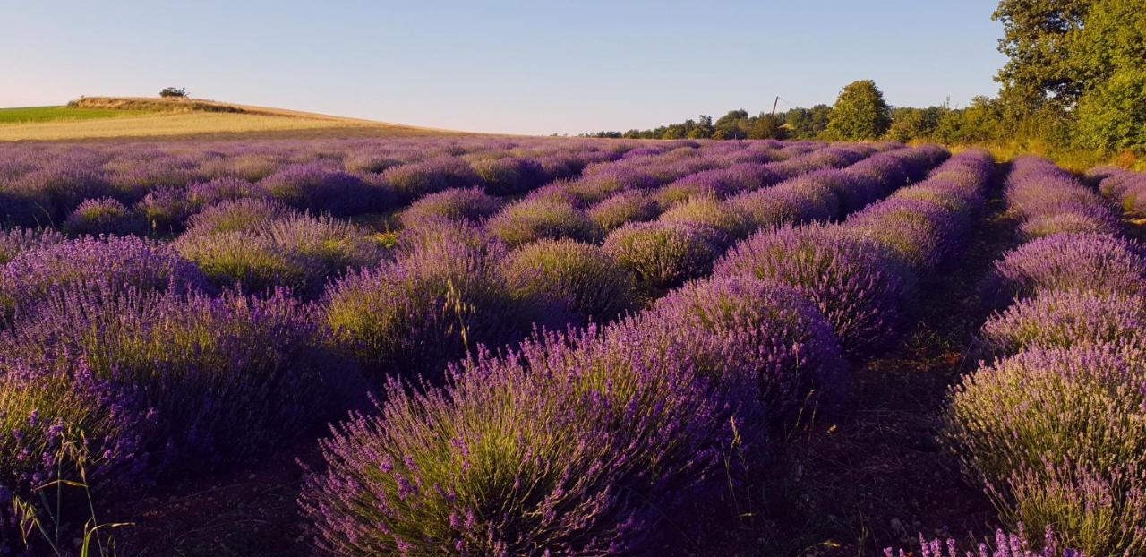 Вілла Manoir Le Bourg, Touffailles Екстер'єр фото